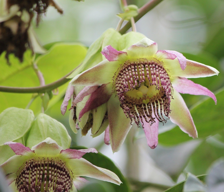 [Foto de planta, jardin, jardineria]