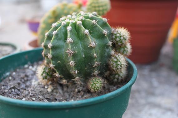 [Foto de planta, jardin, jardineria]