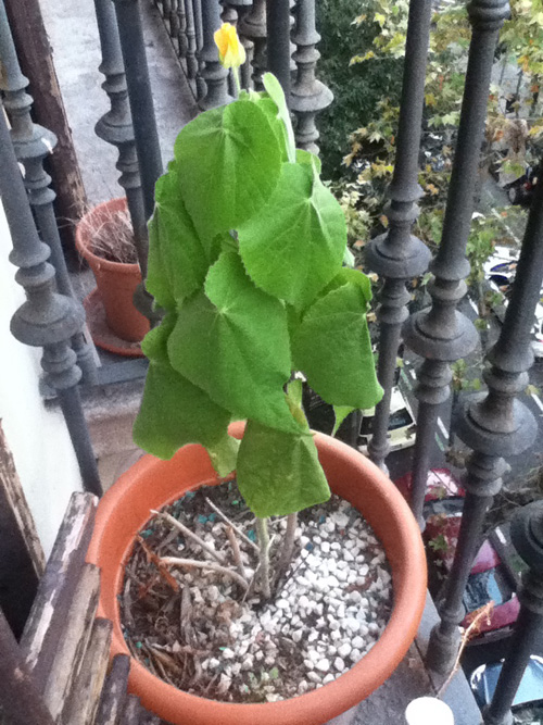 [Foto de planta, jardin, jardineria]