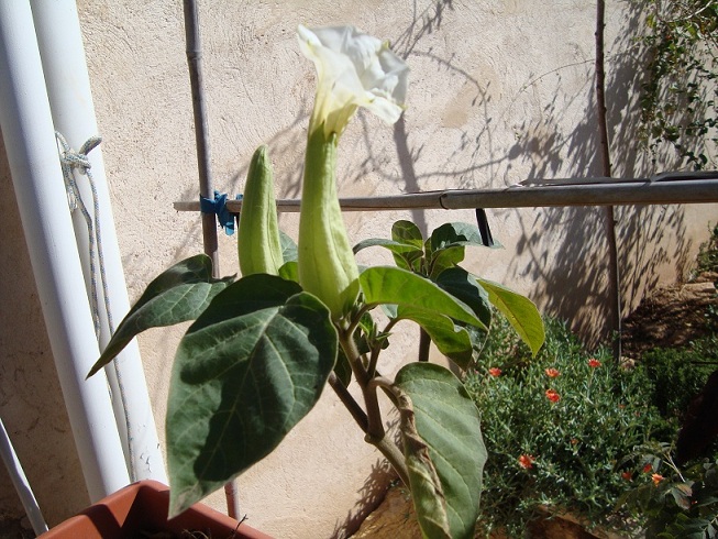 [Foto de planta, jardin, jardineria]