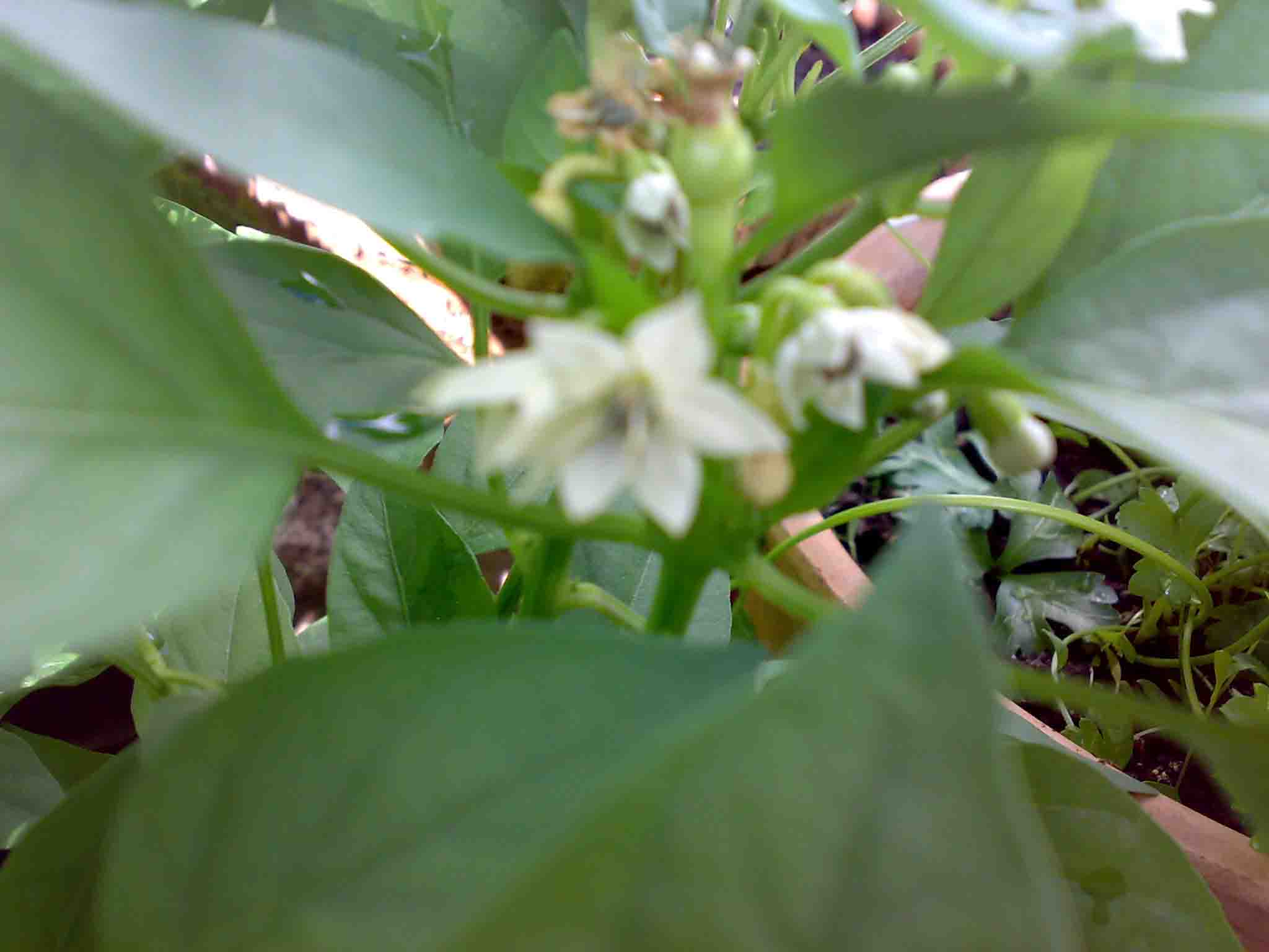 [Foto de planta, jardin, jardineria]