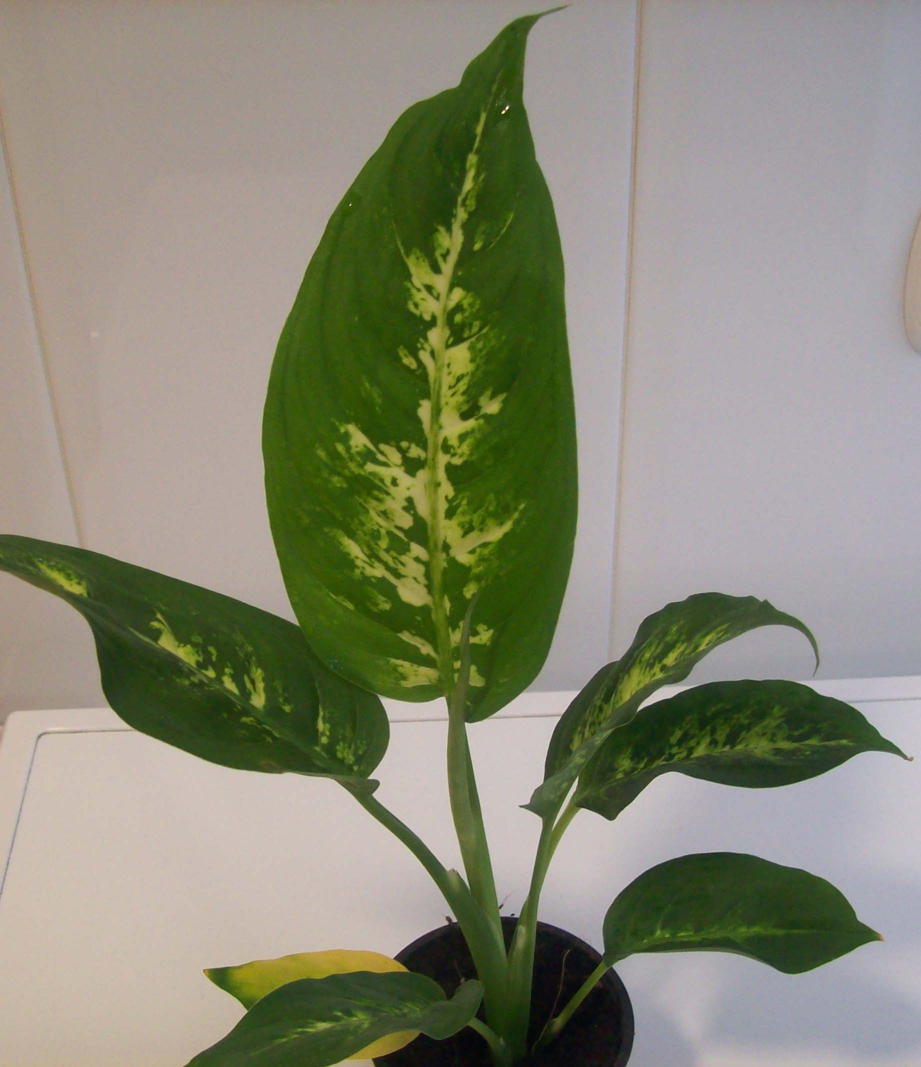 [Foto de planta, jardin, jardineria]