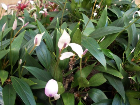 [Foto de planta, jardin, jardineria]