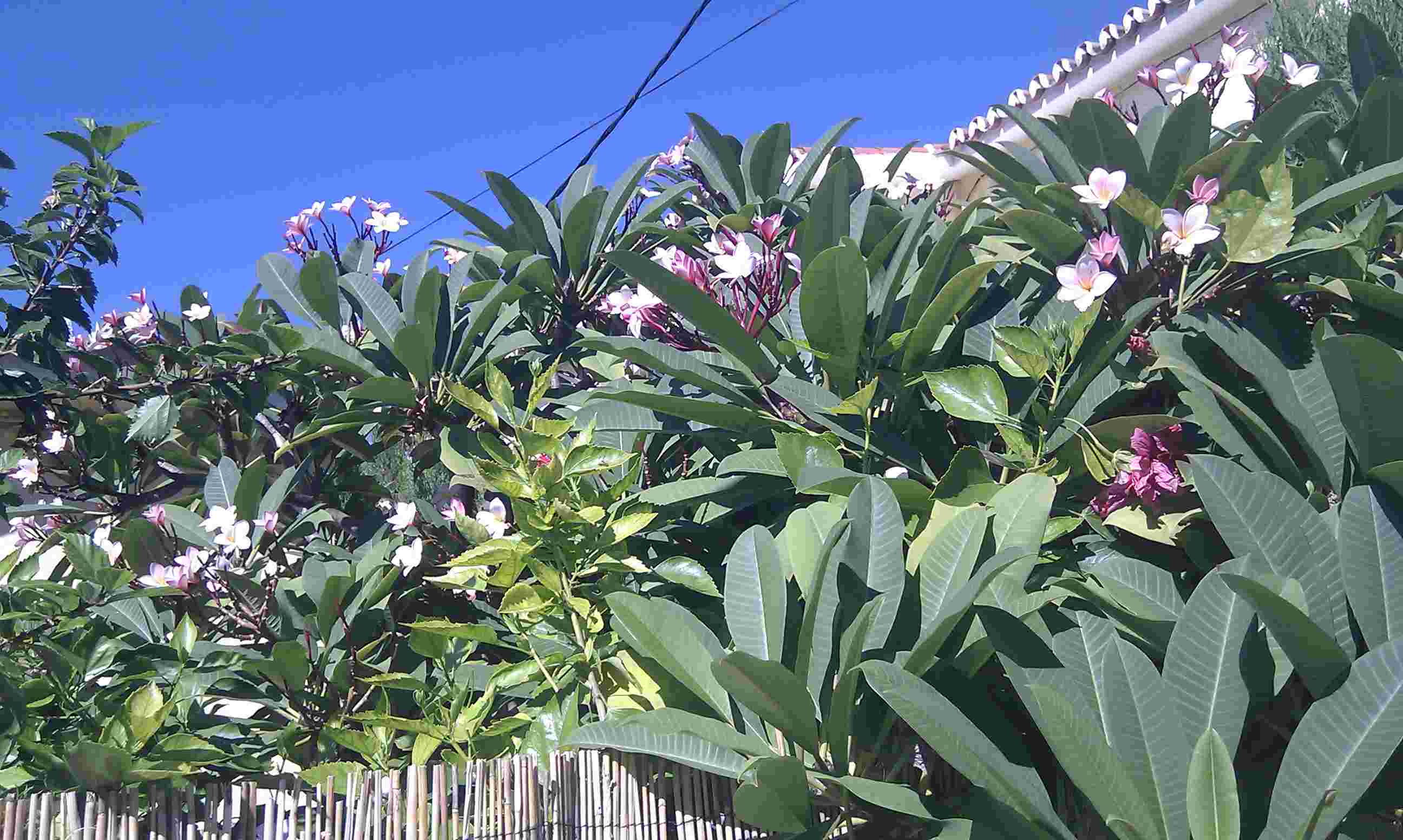 [Foto de planta, jardin, jardineria]