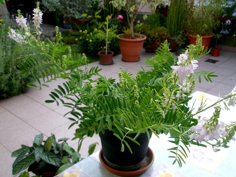 [Foto de planta, jardin, jardineria]