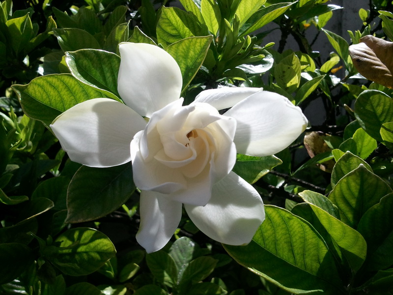 [Foto de planta, jardin, jardineria]