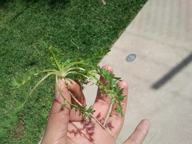 [Foto de planta, jardin, jardineria]
