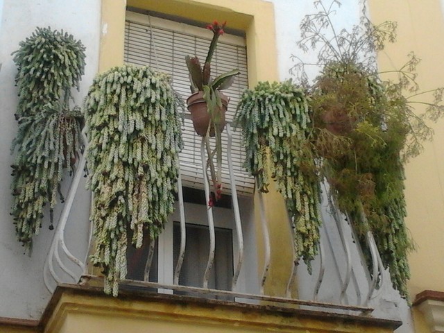 [Foto de planta, jardin, jardineria]