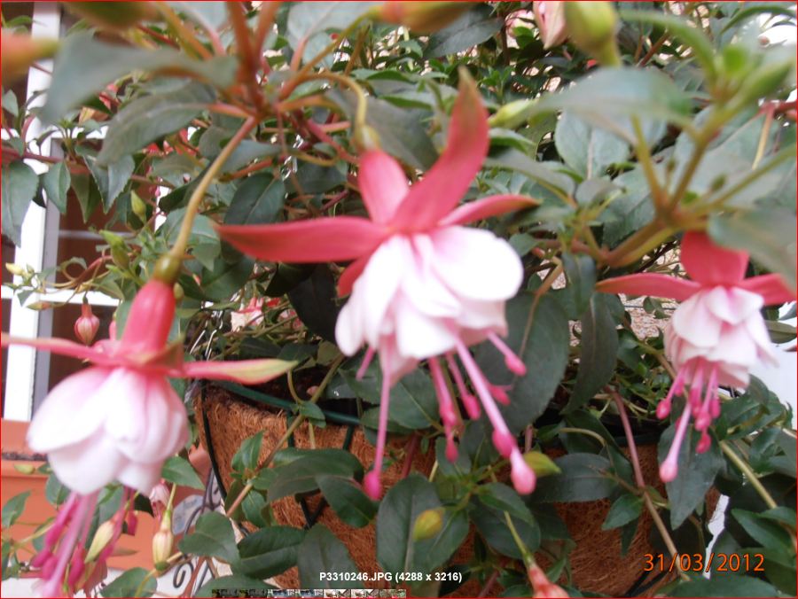 [Foto de planta, jardin, jardineria]