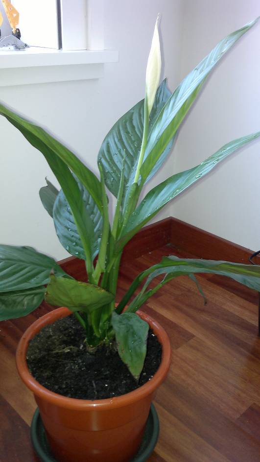[Foto de planta, jardin, jardineria]