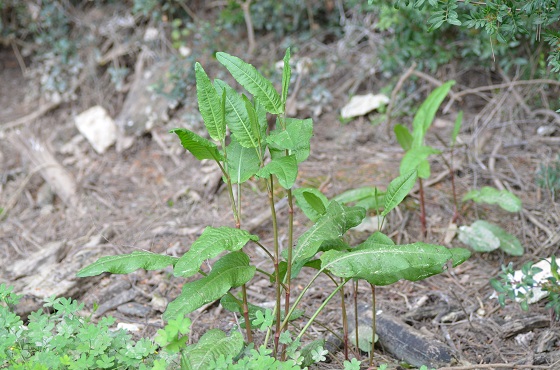 [Foto de planta, jardin, jardineria]