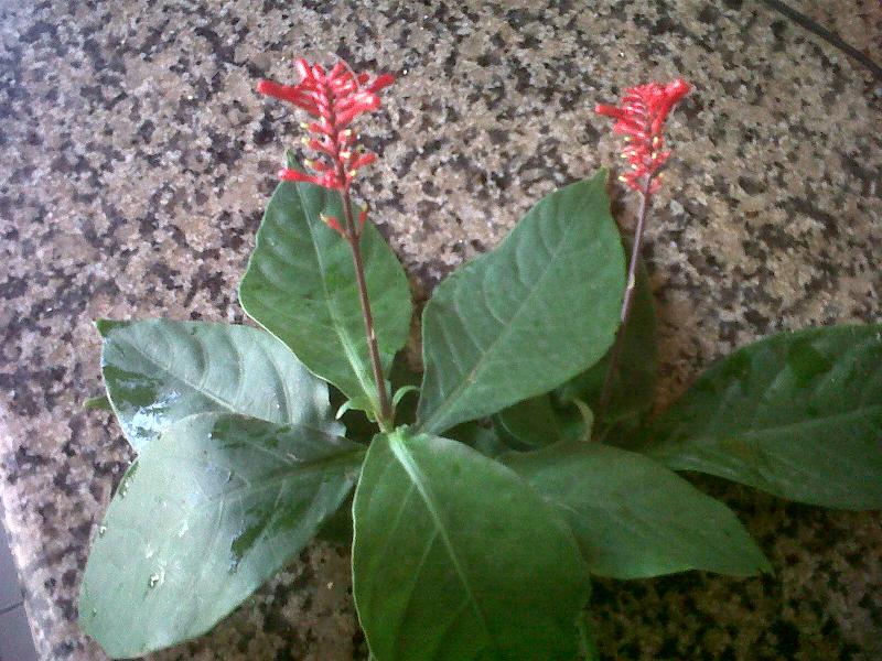 [Foto de planta, jardin, jardineria]