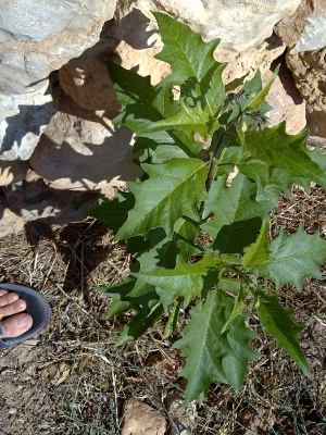 [Foto de planta, jardin, jardineria]