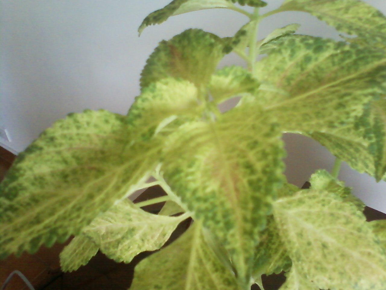 [Foto de planta, jardin, jardineria]