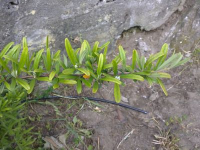 [Foto de planta, jardin, jardineria]