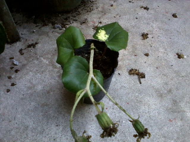 [Foto de planta, jardin, jardineria]