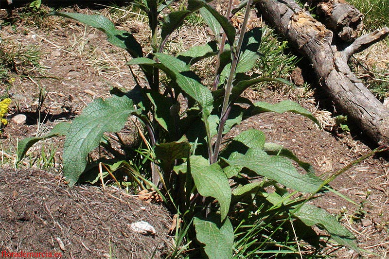 [Foto de planta, jardin, jardineria]