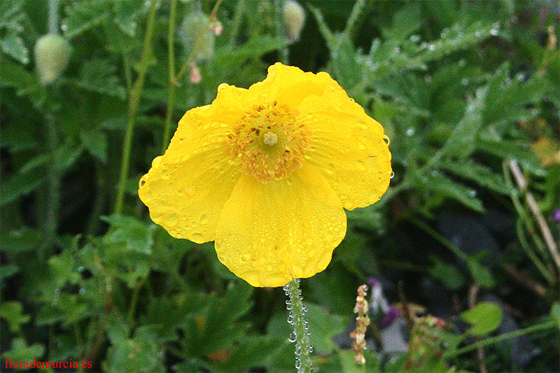 [Foto de planta, jardin, jardineria]