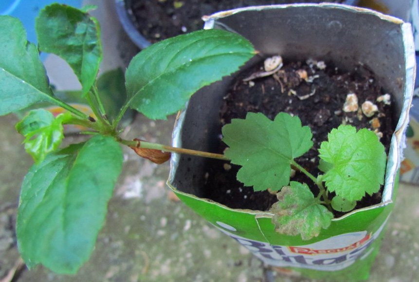 [Foto de planta, jardin, jardineria]