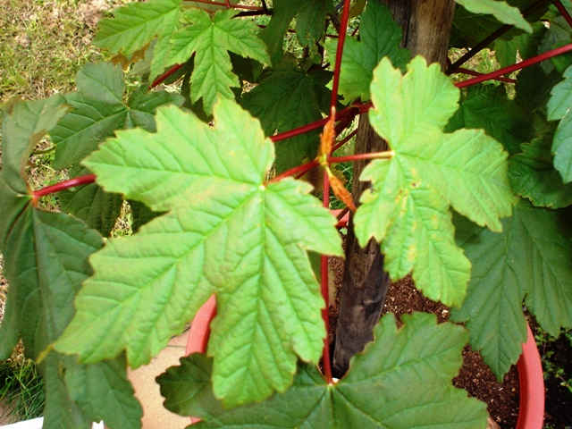 [Foto de planta, jardin, jardineria]