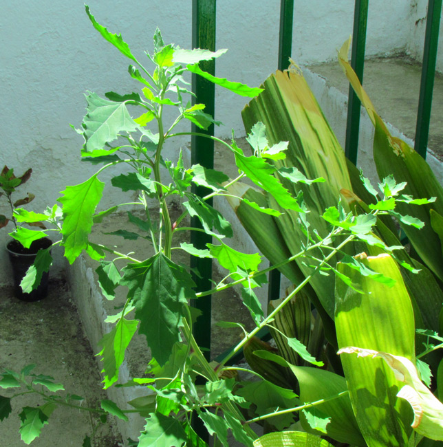 [Foto de planta, jardin, jardineria]