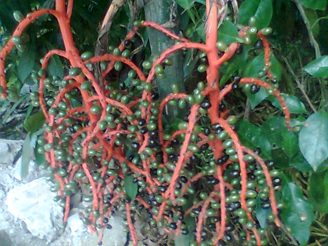 [Foto de planta, jardin, jardineria]