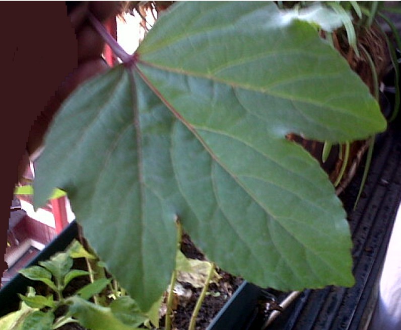 [Foto de planta, jardin, jardineria]