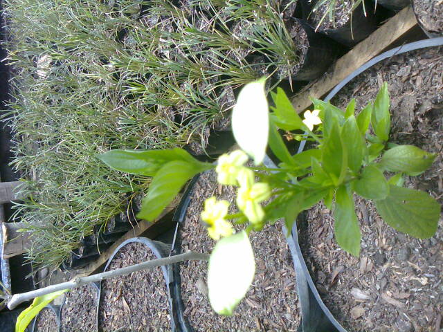 [Foto de planta, jardin, jardineria]