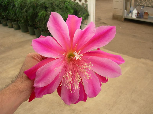 [Foto de planta, jardin, jardineria]