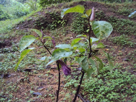 [Foto de planta, jardin, jardineria]