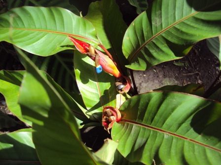 [Foto de planta, jardin, jardineria]