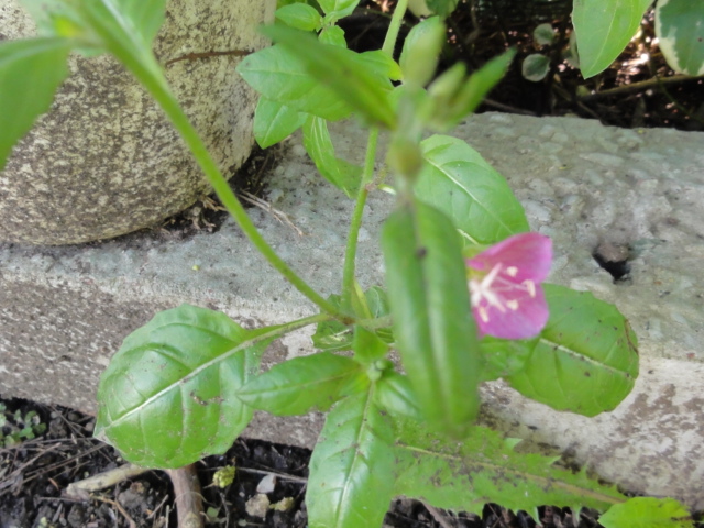 [Foto de planta, jardin, jardineria]