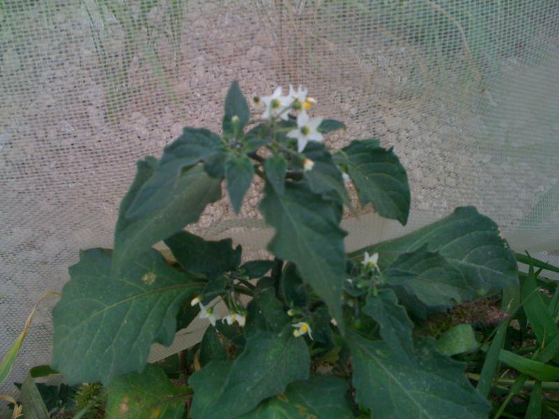 [Foto de planta, jardin, jardineria]