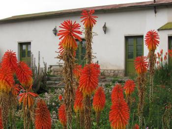 [Foto de planta, jardin, jardineria]