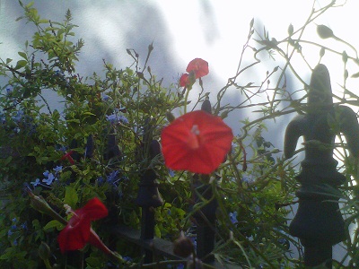 [Foto de planta, jardin, jardineria]