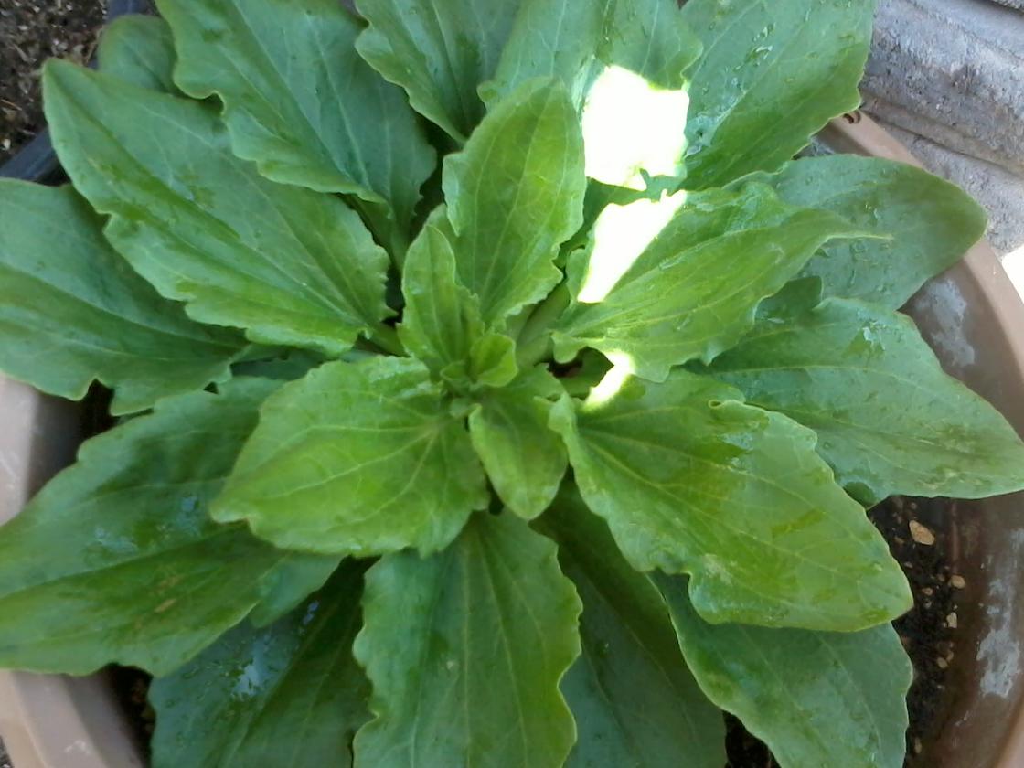 [Foto de planta, jardin, jardineria]