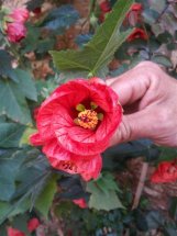 [Foto de planta, jardin, jardineria]