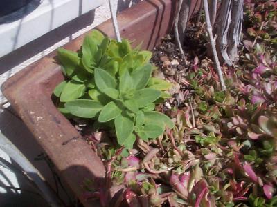 [Foto de planta, jardin, jardineria]