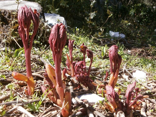 [Foto de planta, jardin, jardineria]