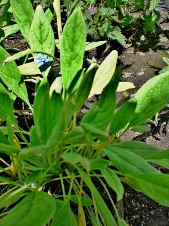 [Foto de planta, jardin, jardineria]