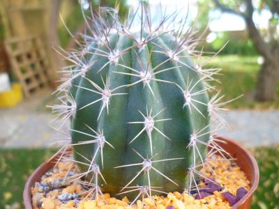 [Foto de planta, jardin, jardineria]