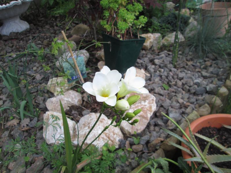 [Foto de planta, jardin, jardineria]