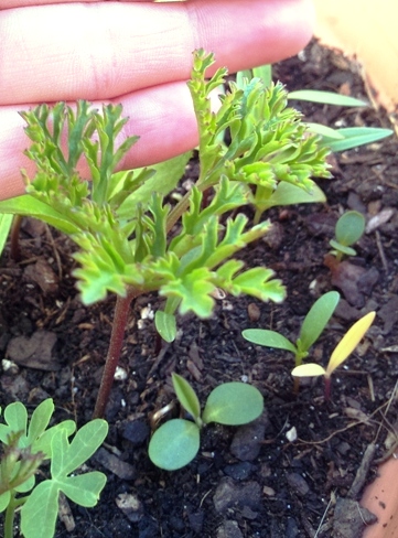 [Foto de planta, jardin, jardineria]