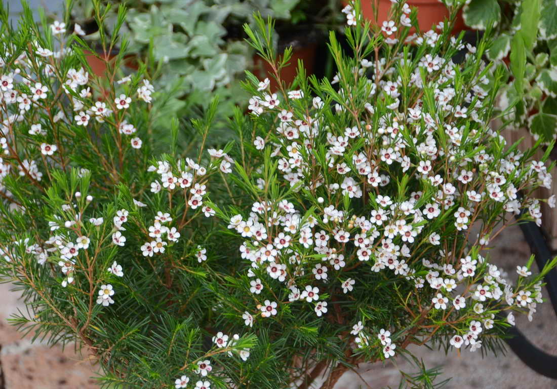 [Foto de planta, jardin, jardineria]