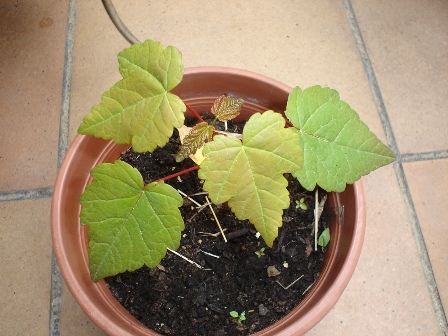 [Foto de planta, jardin, jardineria]