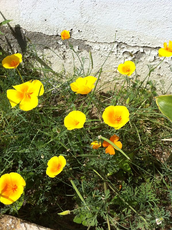 [Foto de planta, jardin, jardineria]