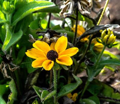 [Foto de planta, jardin, jardineria]