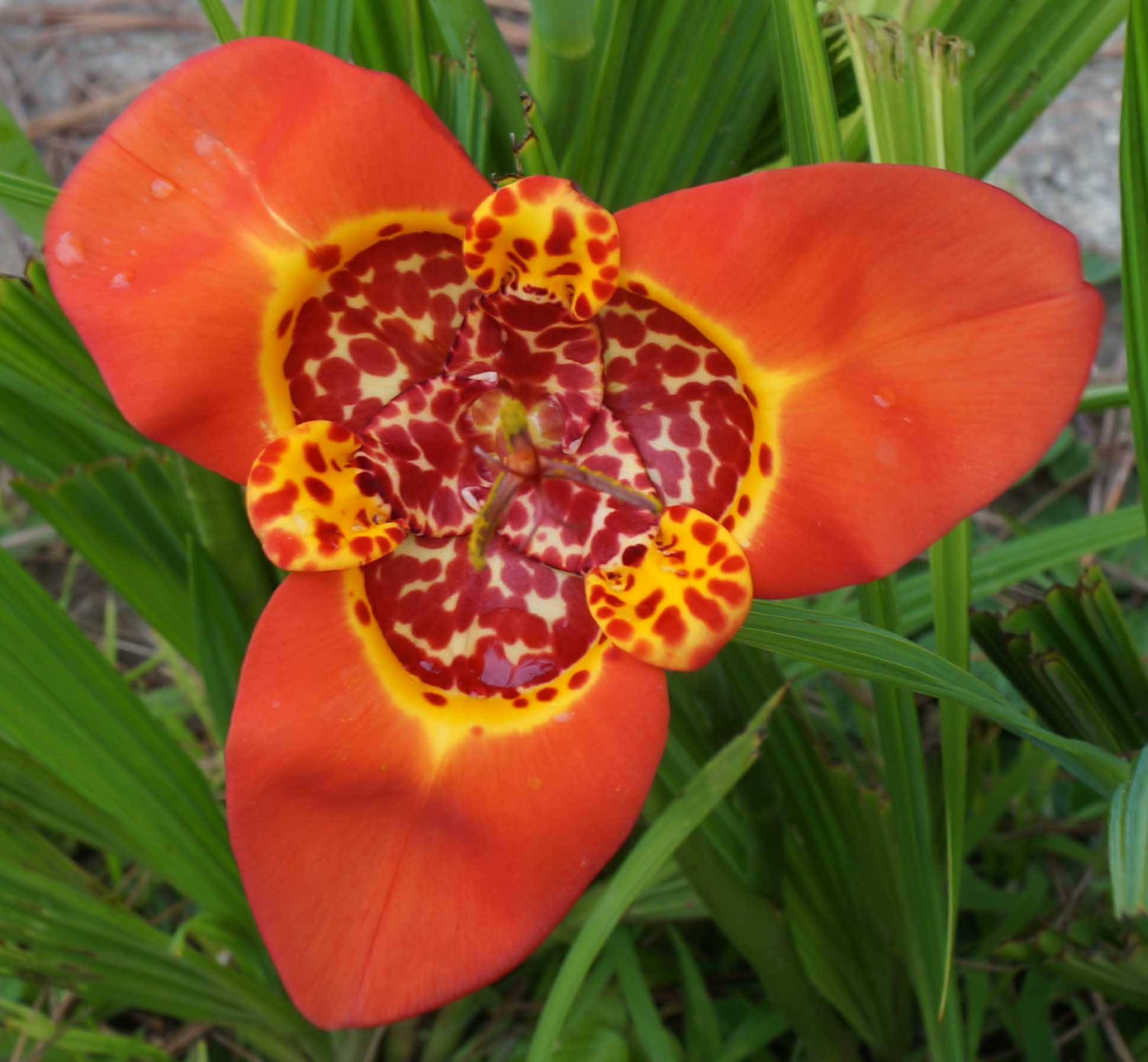 [Foto de planta, jardin, jardineria]