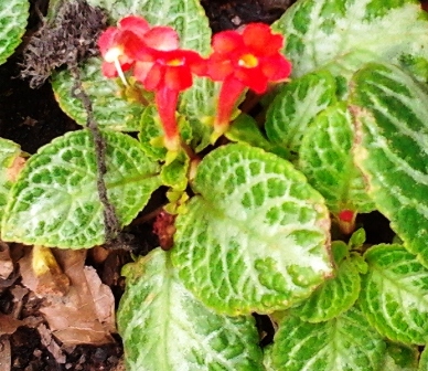 [Foto de planta, jardin, jardineria]