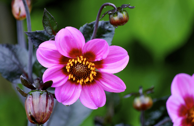 [Foto de planta, jardin, jardineria]